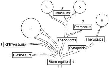 <strong>The following questions refer to the phylogenetic tree shown below. If circle 3 includes all of the extant reptiles that are ectotherms, then what do circles 4 and 6 represent?</strong> A)crocodiles and birds B)turtles and birds C)ratites and carinates D)mammals and birds E)There is not enough information to say.