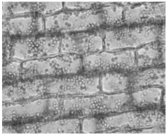 <strong>Use the following figure to answer the questions below. Which function applies to the cells shown in the photograph in the figure above?</strong> A)provide flexible support B)contain secondary walls to provide rigid support C)can store starch in stems and roots D)function in water movement E)can be used commercially for making rope