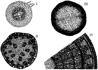 The following questions are based on the drawing of root or stem cross sections shown below.    -In a woody eudicot, bark cannot be described as
