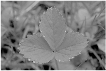 The following photo shows a strawberry leaf. Answer the following questions. -What is the main cause of the process observed in the photo?