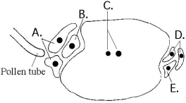 The following questions refer to the diagram of an embryo sac of an angiosperm shown below. -What is the function of the triploid endosperm?