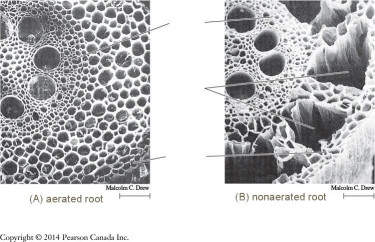 -The figure above shows the cross section of a root grown under different conditions. Explain what is happening in picture B?