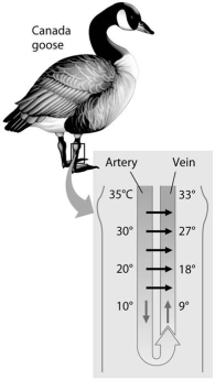 <strong> Imagine that you are a biologist who is attempting to get an accurate measure of an animal's basal metabolic rate. The best time to measure the metabolic rate is when the animal</strong> A)is resting and has not eaten its first meal of the day. B)is resting and has just completed its first meal of the day. C)has recently eaten a sugar-free meal. D)has not consumed any water for at least 48 hours. E)has just completed 30 minutes of vigorous exercise.