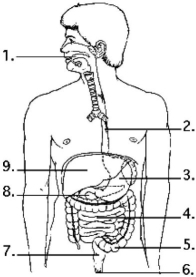 Use the following figure to answer the questions below. -Examine the digestive system structures in the figure above. Most of the digestion of fats occurs in section(s)