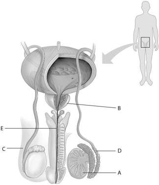 Refer to the following figure, which diagrams the reproductive anatomy of the human male, to answer the following questions. -In the above figure, which letter points to the scrotum?