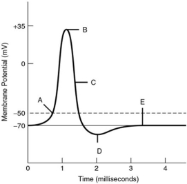 For the following questions, refer to the graph of an action potential. -The neuronal membrane is at its resting potential at label