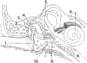 The following questions refer to this diagram of the ear. -Vibrations of the tympanic membrane to the oval window are transmitted by the structures at which numbers?