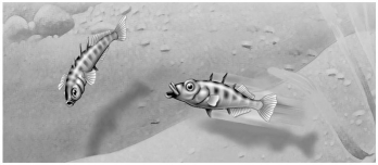 <strong> In the territorial behaviour of the stickleback fish, the red belly of one male that elicits attack from another male is functioning as</strong> A)a pheromone. B)a sign stimulus. C)a fixed action pattern. D)a search image. E)an imprint stimulus.