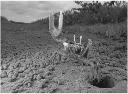 <strong> The behaviour of most animals is influenced by the periods of daylight and darkness in the environment. Fiddler crabs' courtship behaviours are instead synchronized by the 29 1/2-day cycle of the moon. What is the adaptive significance of using lunar cues?</strong> A)The fiddler crab courtship ritual is highly visual so individuals need the light of the full moon to be able to observe courtship displays. B)Egg maturation in fiddler crab females takes 29 1/2 days. C)By courting at full and new moon, fiddler crabs link their reproduction to times of highest tides that disperse larvae to safer, deeper waters. D)The algae that larval fiddler crabs consume for energy and metabolism blooms on a monthly cycle, so recently hatched larvae have plenty to eat during a crucial time of their life. E)It takes about 29 days for a fiddler crab to reach sexual maturity.