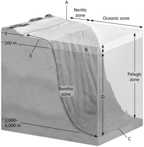 The diagram shows a generalized cross section of the marine environment with various zones labelled with letters. Choose the letter that best answers the question. Letters may be used once, more than once, or not at all. -Which zone has the lowest biomass per unit of area?