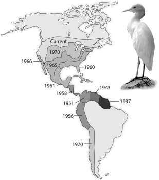 <strong>Use the following diagram from the text showing the spread of the cattle egret, Bubulcus ibis, since its arrival in the New World, to answer the question below. How would an ecologist likely explain the expansion of the cattle egret?</strong> A)The areas to which the cattle egret has expanded have no cattle egret parasites. B)Climatic factors, such as temperature and precipitation, provide a suitable habitat for cattle egrets. C)There are no predators for cattle egrets in the New World, so they continue to expand their range. D)A habitat left unoccupied by native herons and egrets met the biotic and abiotic requirements of the cattle egret transplants and their descendants. E)The first egrets to colonize South America evolved into a new species capable of competing with the native species of herons and egrets.