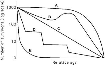 Use the survivorship curves shown below to answer the following questions. -Which curve best describes survivorship in humans who live in undeveloped nations?