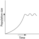 <strong>Use the survivorship curves shown below to answer the following questions.   Which of the following graphs illustrates the population growth curve of single bacterium growing in a flask of ideal medium at optimum temperature over a 24-hour period?</strong> A)   B)   C)   D)   E)   <div style=padding-top: 35px> 