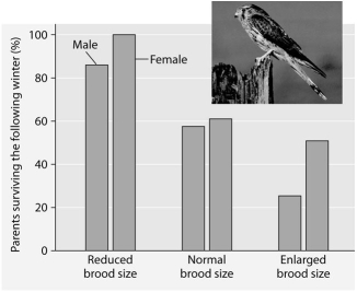 Please read the paragraph below and review the figure to answer the following question. Researchers in the Netherlands studied the effects of parental care given in European kestrels over five years. The researchers transferred chicks among nests to produce reduced broods (three or four chicks), normal broods (five or six chicks), and enlarged broods (seven or eight chicks). They then measured the percentage of male and female parent birds that survived the following winter. (Both males and females provide care for chicks.) Brood size manipulations in the kestrel: Effects on offspring and parent survival. -Which of the following is a conclusion that can be drawn from this graph?