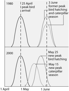 Use the graph and information provided in the paragraph below to answer the following questions. Flycatcher birds that migrate from Africa to Europe feed their nestlings a diet that is almost exclusively moth caterpillars. The graph below shows the mean dates of arrival, bird hatching, and peak caterpillar season for the years 1980 and 2000. -If the nestlings of flycatchers are to benefit from the shift in peak caterpillar season from June 3, 1980 to May 15, 2000, in which direction should the May 25, 2000 peak bird hatching date move?