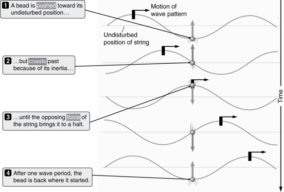 <strong>What type of wave is depicted in the figure below? </strong> A) Longitudinal B) Transverse