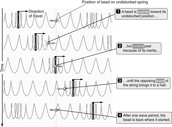 <strong>What type of wave is depicted in the figure below? </strong> A) Longitudinal B) Transverse