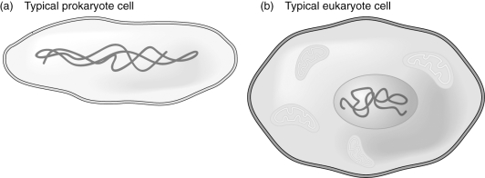 Describe the difference between prokaryotes and eukaryotes.  <div style=padding-top: 35px> 