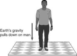 <strong>In the figure below,the force of gravity is drawn in the picture.This represents Earth's gravity pulling down on the man.According to Newton's third law,what is the other half of this pair of forces? </strong> A) the floor pushing up on the man B) the man pushing on the floor C) the man's gravity pulling up on Earth D) the floor pushing backward on the man