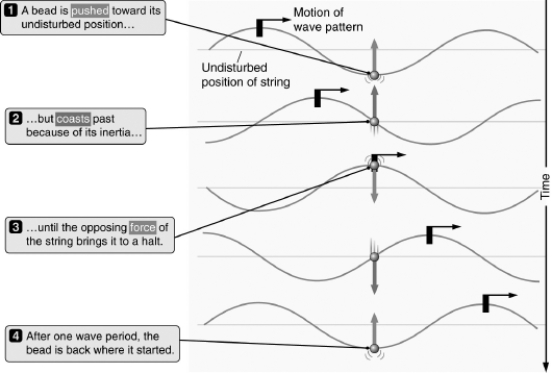 <strong>What type of wave is depicted in the figure below? </strong> A) longitudinal B) transverse