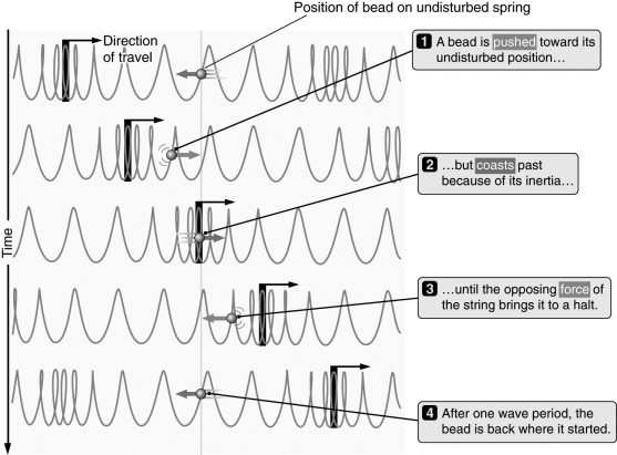 <strong>What type of wave is depicted in the figure below? </strong> A) longitudinal B) transverse