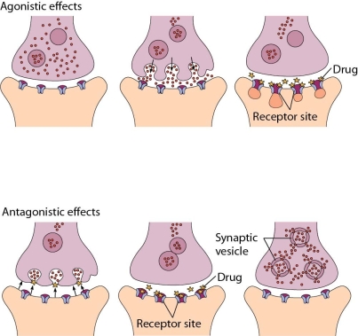 <strong>While practicing at an outpatient addiction clinic,the nurse is summarizing a diagram in the orientation handbook for a new nurse who requires orientation.Which statement made by the new nurse most closely aligns with the meaning of this diagram? </strong> A) Addiction involves an alteration in the amount of available neurotransmitters. B) Actions at the neurotransmitter level affecting addiction are not genetic. C) High self-esteem as a basis for pleasure seeking lowers neurotransmitter levels. D) An addictive personality is identified by differences in the processing of neurotransmitters.