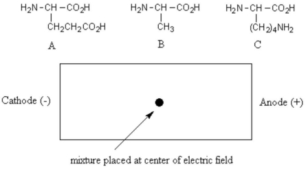 A mixture of the three amino acids shown below was buffered to pH 7.0 and placed in the center of an electric field with the cathode to the left and the anode to the right.From left to right,what would be the positional order of the amino acids after sufficient time to allow migration?