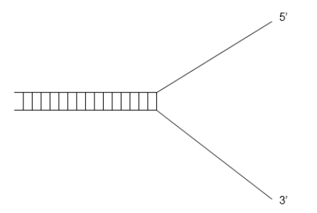 <strong>The diagram below represents a replication fork.The leading strand is the _____ strand. </strong> A)lower B)upper