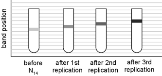 <strong>You learn that a Mars lander has retrieved a bacterial sample from the polar ice caps.To determine how the Mars bacteria replicate their DNA, you obtain a sample of these bacteria and perform the same kind of experiment that Meselson and Stahl did.Based on the following equilibrium density gradient centrifugation results, what type of replication would you propose for these new bacteria? </strong> A)Conservative B)Semiconservative C)Dispersive D)Semiconservative or dispersive E)Conservative or dispersive