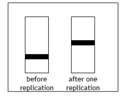 <strong>Suppose Meselson and Stahl had obtained the following results in their experiment.Which model of replication are these results consistent with? </strong> A)Conservative replication only B)Semiconservative and conservative replication C)Semiconservative replication only D)Dispersive replication only E)Semiconservative and dispersive replication