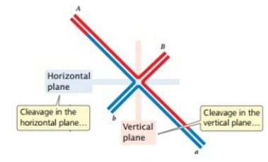 <strong>The following is a depiction of a Holliday junction with the option of cutting on the horizontal plane or the vertical plane. </strong> A)The horizontal plane will result in no recombination, and the vertical plane will result in crossover recombination. B)The horizontal plane will result in crossover recombination, and the vertical plane will result in no recombination. C)Both will result in no recombination. D)Both will result in crossover with crossover recombination. E)Which plane is cut is not important.