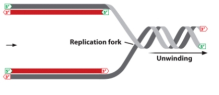 In the diagram below, the arrow indicates the direction of movement of a replication fork. a.Which strand, top or bottom, is the leading strand? Explain. b.On which strand, top or bottom, would you expect to find Okazaki fragments? Explain.