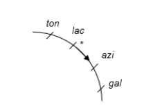<strong>The figure below shows a partial chromosome map of an E.coli Hfr strain.Each mark equals 10 minutes.If transfer of genes begins at * and goes in the direction of the arrow, which of the predicted results from this map is highly likely to be observed? </strong> A)gal will be the first, and ton will be the last gene to be transferred. B)lac and azi will rarely be transferred together. C)Ten minutes after transfer of ton, azi will be transferred. D)It would take 30 minutes to transfer all of the genes that are shown. E)All the chromosomal genes will be transferred by the end.
