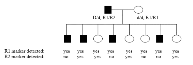 <strong>You are examining the following human pedigree and want to determine if the rare dominant disease allele (D)is linked to a specific DNA sequence location, referred to as a molecular marker. You are using two molecular markers, R1 and R2.Parental and progeny genotypes and phenotypes are indicated.Note that the father is a dihybrid at both loci, but the mother is homozygous recessive at both loci and linked to R1 (d-R1/d-R1).There is complete penetrance of the trait and a linkage phase of D-R1/d-R2 in the father.Assuming that the marker and the gene are linked, what is the best estimate of the map distance between the two loci? </strong> A)12 cM B)50 cM C)16 cM D)5 cM E)25 cM