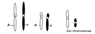 A eukaryotic diploid cell from an organism with the ZZ-ZW sex determination system has two pairs of autosomes and a pair of sex chromosomes, Z and W, shown below. From what type of individual is this cell?