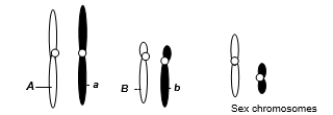 <strong>A eukaryotic diploid cell from an organism with the ZZ-ZW sex determination system has two pairs of autosomes and a pair of sex chromosomes, Z and W, shown below. A diploid cell from this individual begins to go through meiosis.After the completion of meiosis I, it becomes two cells.One of these two cells now undergoes meiosis II.Which of the following is a possible normal combination of chromosomes in one of the subsequent two cells after the completion of meiosis II?</strong> A)One chromosome with the A allele, one with the B allele, one Z, one W B)One chromosome with the A allele, one with the a allele, one with the B allele, one with the b allele, one Z, one W C)A pair of chromosomes with A alleles, a pair of chromosomes with B alleles, a pair of Z chromosomes D)One chromosome with an a allele, one chromosome with a B allele, one W E)None of these is possible.