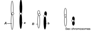 A eukaryotic diploid cell from an organism with the ZZ-ZW sex determination system has two pairs of autosomes and a pair of sex chromosomes, Z and W, shown below. What is the probability of a gamete from this individual that has the following genotype: alleles A and b, chromosome Z?