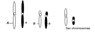 A eukaryotic diploid cell from an organism with the ZZ-ZW sex determination system has two pairs of autosomes and a pair of sex chromosomes, Z and W, shown below. Assume A and B are dominant alleles.If this individual were crossed to an individual of genotype Aa Bb, what is the probability of a female offspring with the two dominant traits given by alleles A and B?