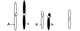 <strong>A eukaryotic diploid cell from an organism with the XX-XO sex determination system has two pairs of autosomes and one X chromosome, shown below. From what type of individual is this cell?</strong> A)Male B)Female C)Hermaphrodite D)Pseudoautosmal E)Intersex