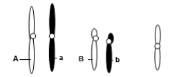 <strong>A eukaryotic diploid cell from an organism with the XX-XO sex determination system has two pairs of autosomes and one X chromosome, shown below. A diploid cell from this individual begins to go through meiosis.After the completion of meiosis I, it becomes two cells.One of these two cells now undergoes meiosis II.Which of the following is a possible normal combination of chromosomes in one of the subsequent two cells after the completion of meiosis II?</strong> A)One chromosome with the A allele, one with the B allele, and two X chromosomes B)One chromosome with the A allele, one with the a allele, one with B allele, one with b allele, and two X chromosomes C)One chromosome with the A allele, one chromosome with the B allele D)One chromosome with the a allele, one chromosome with the B allele, one X chromosome E)One chromosome with the A allele and one chromosome with the B allele AND one chromosome with the a allele, one chromosome with the B allele, and one X chromosome are BOTH possible.