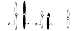 <strong>A eukaryotic diploid cell from an organism with the XX-XO sex determination system has two pairs of autosomes and one X chromosome, shown below. What is the probability of a gamete from this individual that has the following genotype: alleles A and b, chromosome X?</strong> A)1/2 B)1/4 C)1/6 D)1/8 E)1/16