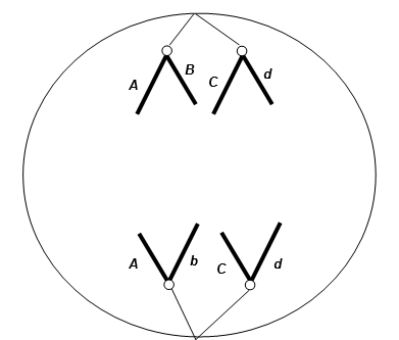 <strong>The figure shows chromosomal separation taking place.The letters stand for genes; capital and lowercase stand for different alleles.The diploid chromosome number in this organism is four.What process is shown? </strong> A)Anaphase of mitosis B)Telophase of meiosis I C)Anaphase of meiosis I D)Telophase of mitosis E)Anaphase of meiosis II