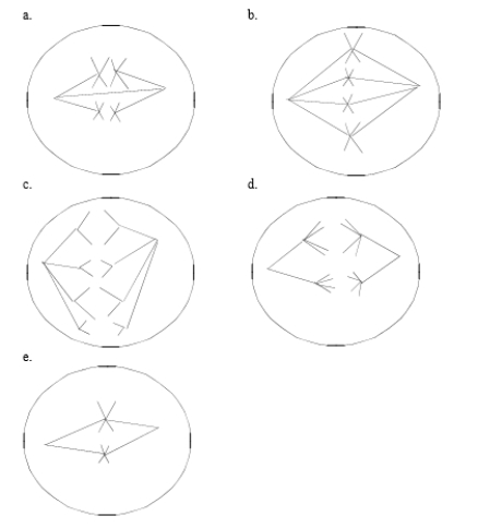 The cells illustrated below belong to a species with a diploid chromosome number of four.Which stage of mitosis or meiosis is each cell in?