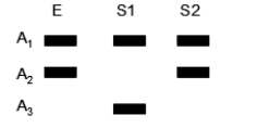 <strong>DNA typing is used to compare evidence DNA (E)left at a crime scene to two suspects (S1 and S2).Suspect 1 is excluded by the evidence, but suspect 2 remains included.What is the frequency of suspect 2's genotype if the allele frequencies in the population are f(A<sub>1</sub>)= 0.1, f(A<sub>2</sub>)= 0.2, and f(A<sub>3</sub>)= 0.7 and the population is at Hardy-Weinberg equilibrium? </strong> A)0)01 B)0)02 C)0)04 D)0)28 E)0)49