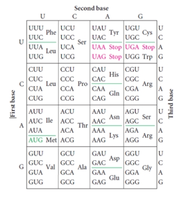 Based on careful inspection of the genetic code, why might the second position of a codon have the lowest rate of substitutions in a gene?