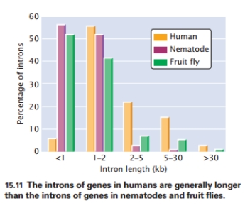<strong>Which of the following is FALSE, based on this figure? </strong> A)The majority of human introns are between 1-2 kb. B)Humans, nematodes, and fruit flies all have introns. C)Human introns are longer on average than nematode and fly introns. D)Nematode introns are longer than fruit fly introns. E)In general, there are few introns bigger than 30 kb.