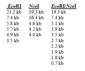 You are attempting to generate a physical map of the bacteriophage \lambda genome using restriction enzyme digestions.You digest the phage DNA with EcoRI or NcoI or both, and observe the fragment sizes listed below.You know that bacteriophage \lambda has a linear, not circular, genome. How many times does the EcoRI enzyme cut the \lambda DNA? How many times does the NcoI enzyme cut the \lambda DNA?