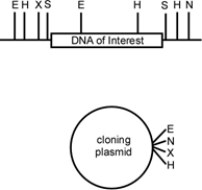 <strong>You are interested in a particular segment of rhinoceros DNA and would like to clone it into a cloning plasmid.You have the following restriction map of the region that includes the DNA of interest and the plasmid (E = EcoRI, H = HindIII, X = XbaI, S = SphI, N = NotI). Which restriction enzymes would you choose to clone the DNA of interest into the cloning vector?</strong> A)E and H B)S C)X and N D)S and N E)S and X