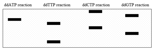 <strong>A fragment of DNA is cloned into a plasmid with a sequencing primer-binding site.After dideoxy sequencing, the gel pattern shown in this diagram is obtained.What was the sequence of the DNA strand that acted as the template in the sequencing reaction? </strong> A)5' GCTAGCA 3' B)5' ACGATCG 3' C)5' TGCTAGC 3' D)5' CGATCGT 3' E)None of the answers is correct.