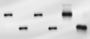 You are attempting to determine whether a plant-derived processed food sample (for example, a corn chip)contains material from a transgenic organism.First, you crush the sample and attempt to extract DNA from it.Next, you perform PCR using two different sets of primers.One primer set will amplify a DNA sequence present in all plants.The second primer set will amplify a DNA sequence only found in transgenic plants. a.Why must you use both sets of primers for this experiment? b.You obtain the results shown in the panel below.What conclusions can you draw from these reaction results? Does this test sample contain genetically modified components? Why or why not? [Lanes 1-6 are the same as listed above.]  <div style=padding-top: 35px> 